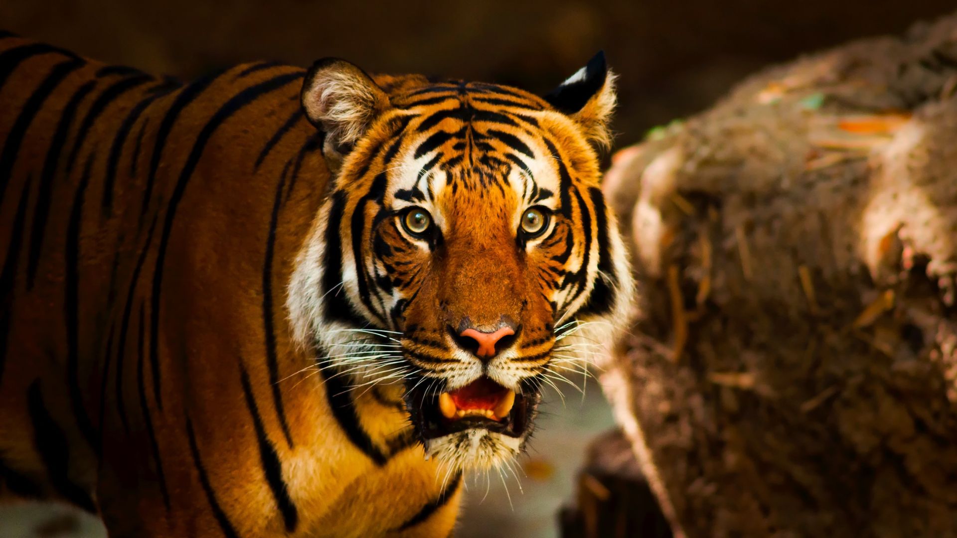 Wilderness Uneeashed tiger